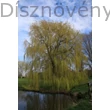 Szomorúfűz tavaszon