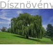 Szomorúfűz szoliter