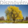Szomorúfűz tavaszon