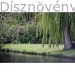 Szomorúfűz vízparton