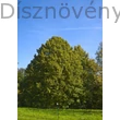 Nagylevelű hárs díszparkban