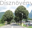 Nagylevelű hárs kisvárosi utcafa