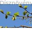 Nagylevelű hárs tavaszi hajtás