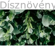 Ezüst hárs levelek, termések