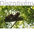 Ezüst hárs, madár élőhely