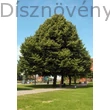 Ezüst hárs városi közparkban