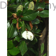 D.D. Blanchard örökzöld liliomfa lomb, virág