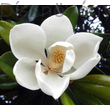 D.D. Blanchard örökzöld liliomfa virág