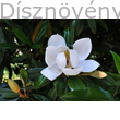 D.D. Blanchard örökzöld liliomfa virág