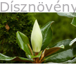 Edit Bague örökzöld liliomfa virágbimbó
