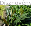 Galissoniere örökzöld liliomfa új hajtásai