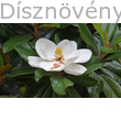 Galissoniere örökzöld liliomfa virág, levél