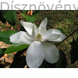 Galissoniere örökzöld liliomfa virág