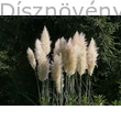 Ezüstös pampafű virágok