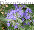 Angol kékszakáll virág