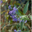 Angol kékszakállt virágzásban méh látogatja
