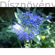 Angol kékszakáll Heavenly Blue virág