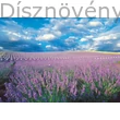 Rózsaszín virágú levendula mező