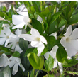 Kis télizöld meténg fehér virágú gyeppótló