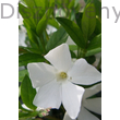 Kis télizöld meténg fehér virág