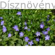 Nagy télizöld meténg májusi virágzása