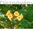 Trombitafolyondár Yelow Trumplet virágok