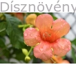 Trombitafolyondár Orange Summer virág