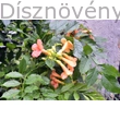 Trombitafolyondár Orange Summer virág, lomb