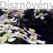 Hegyi iszalag pompás virágai