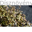 Aranytarka kúszó kecskerágó levél télidőben