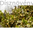 Aranytarka kúszó kecskerágó kora-tavasz