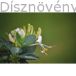 Örökzöld japán lonc bimbózó virág