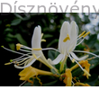 Örökzöld japán lonc fehéren virágzó és sárgán elvirágzó virágok együtt