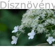 Kúszó hortenzia elvirágzásban