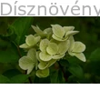 Kúszó hortenzia elvirágzásban