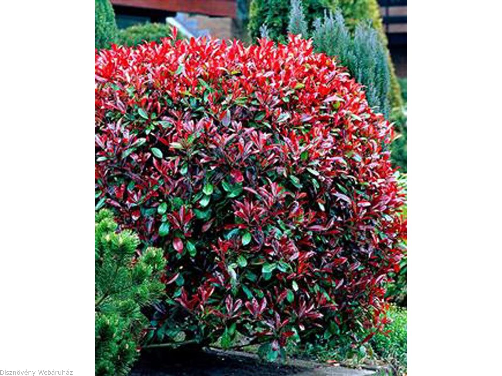 Little Red Robin Klberkenye Photinia X Fraseri Little Red Robin Klberkenye Habitus