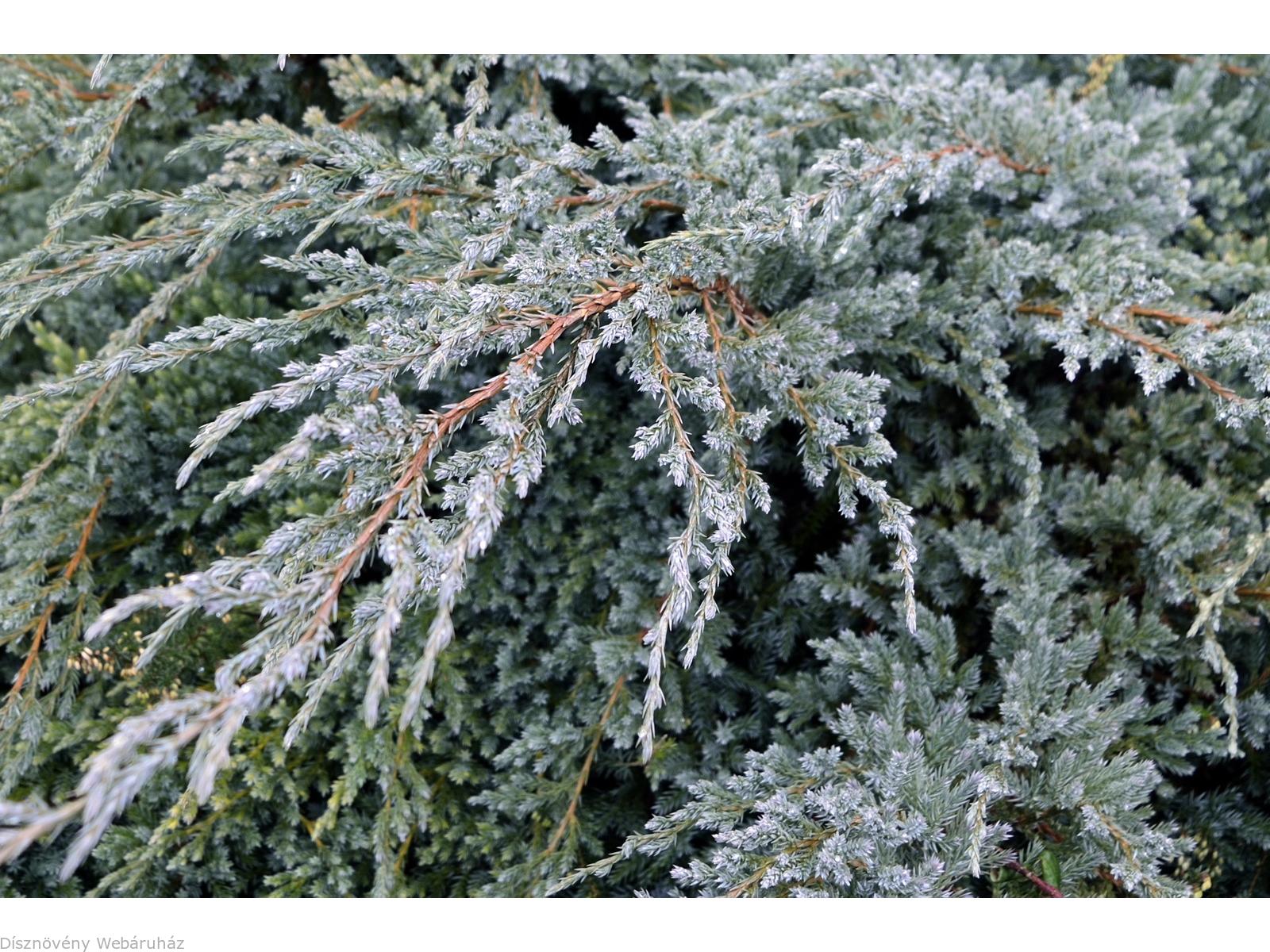 Blue Carpet nepáli kúszóboróka / Juniperus squamata 'Blue Carpet