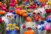 Kaktusz színkavalkád kép