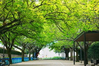 Városi fák kép