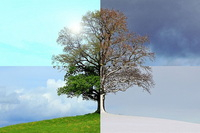 Négy évszak egy fa kép