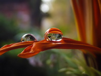 Esőcsepp virágon kép