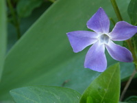 Virágzó meténg kép