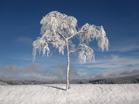 Téli kép fagyott fával