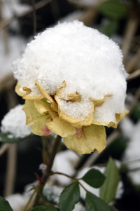 Hófödte rózsavirág kép