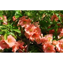 Sargentii japánbirs / Chaenomeles japonica 'Sargentii' ❁