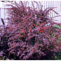 Japán vérborbolya / Berberis thunbergii 'Atropurpurea' ❁
