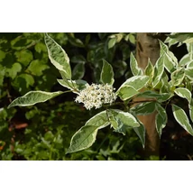 Fehértarka fehér som / Cornus alba 'Elegantissima' ❁