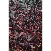 Feketevesszejű fehér som / Cornus alba  'Kesselringii' ❁
