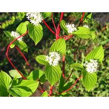 Szibériai fehér som / Cornus alba 'Sibirica' ❁