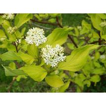 Fehér som / Cornus alba Sp. ❁